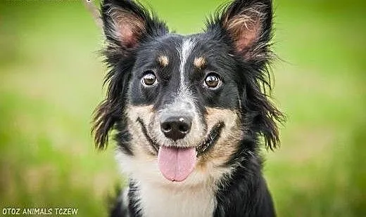 OTOZ Animals - Oreo - co się stanie gdy... czyli s