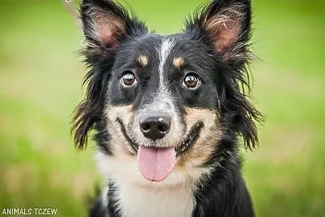 OTOZ Animals - Oreo - co się stanie gdy... czyli s
