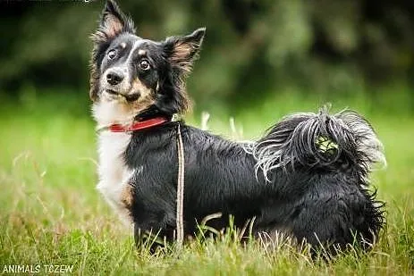 OTOZ Animals - Oreo - co się stanie gdy... czyli s