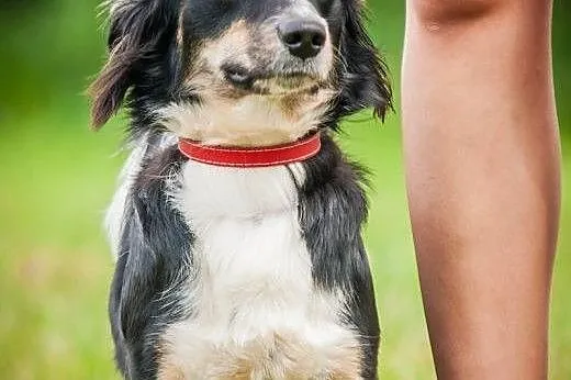 OTOZ Animals - Oreo - co się stanie gdy... czyli s