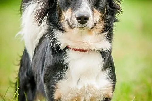 OTOZ Animals - Oreo - co się stanie gdy... czyli s