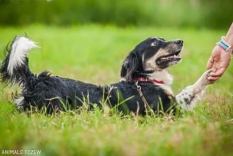 OTOZ Animals - Oreo - co się stanie gdy... czyli s