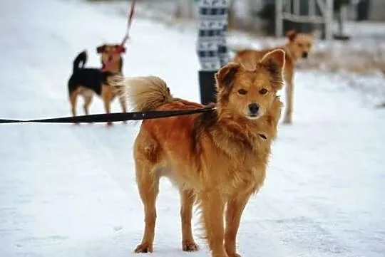 Niewielka i kochana Mila !