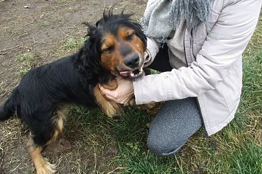Gonzo, żywiołowy pies, przyjaciel wszystkich,  maz