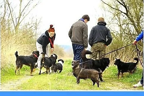 Delikatna,grzeczna,łagodna,przyjazna suczka FOCZKA