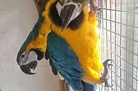 Ara ararauna  para