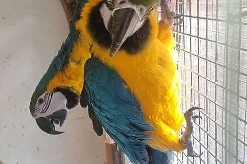 Ara ararauna  para