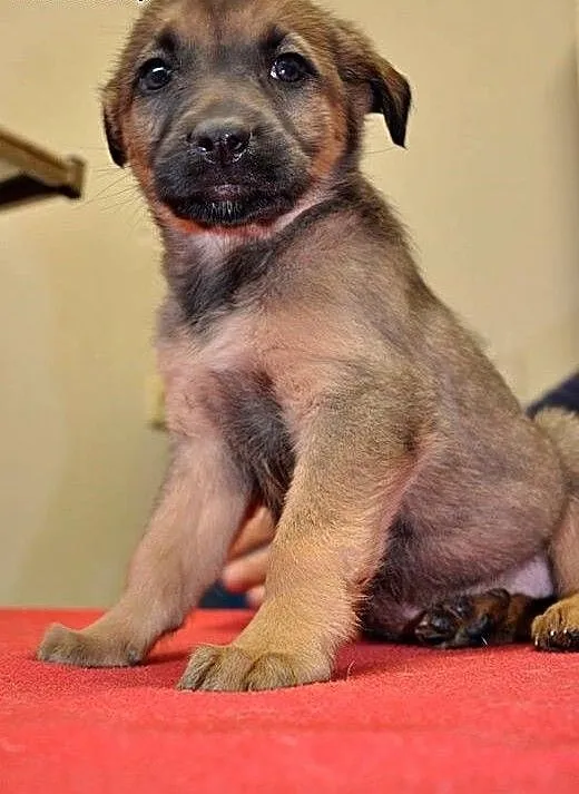 KLARA - 2 miesięczny śpioszek do adopcji, mazowie