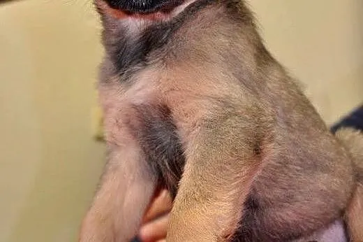 KLARA - 2 miesięczny śpioszek do adopcji, mazowieckie Warszawa