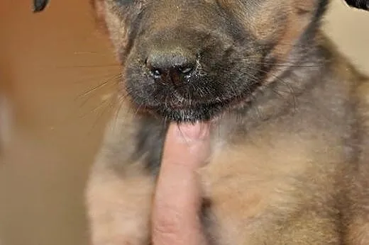 KLARA - 2 miesięczny śpioszek do adopcji,  mazowie
