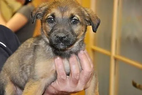 KLARA - 2 miesięczny śpioszek do adopcji,  mazowie