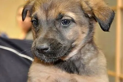 KLARA - 2 miesięczny śpioszek do adopcji,  mazowie