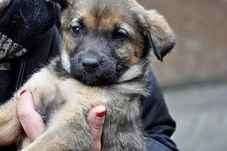 KLARA - 2 miesięczny śpioszek do adopcji,  mazowie
