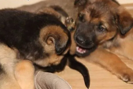 KLARA - 2 miesięczny śpioszek do adopcji,  mazowie