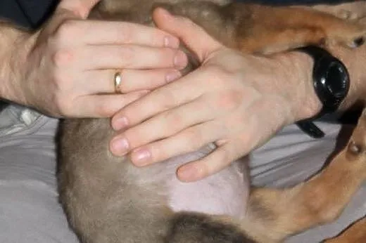 KLARA - 2 miesięczny śpioszek do adopcji,  mazowie
