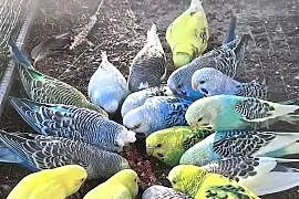 Papugi faliste i zeberki
