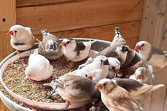 Papugi faliste i zeberki, Małopolskie, Łopoń