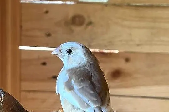 Papugi faliste i zeberki, Małopolskie, Łopoń