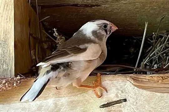 Papugi faliste i zeberki, Małopolskie, Łopoń