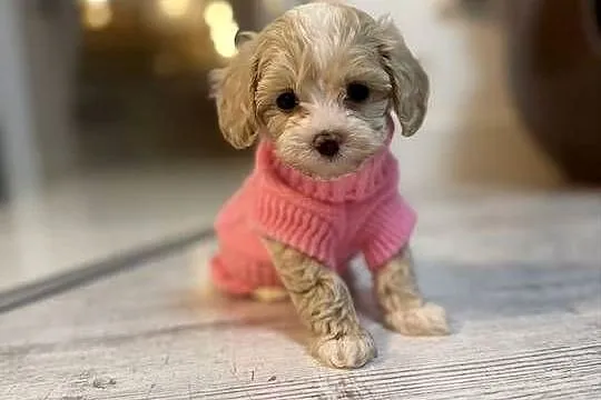 Maltipoo maleńka dziewczynka gotowa do odbioru