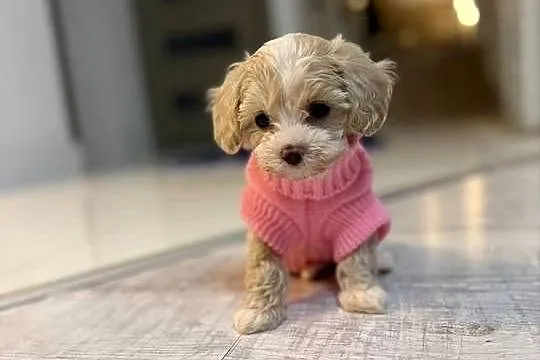 Maltipoo maleńka dziewczynka gotowa do odbioru, Małopolskie, Wadowice