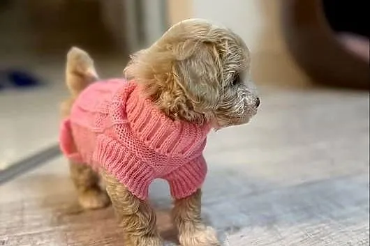 Maltipoo maleńka dziewczynka gotowa do odbioru, Małopolskie, Wadowice
