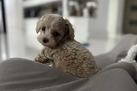 Maltipoo maleńka dziewczynka gotowa do odbioru, Małopolskie, Wadowice