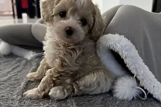 Maltipoo maleńka dziewczynka gotowa do odbioru, Małopolskie, Wadowice