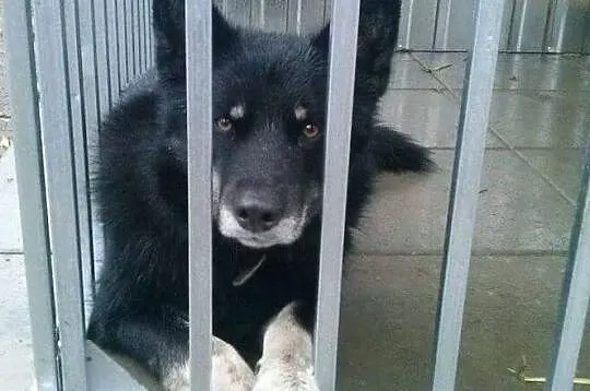 Piękny pies do adopcji!, Mazowieckie, Warszawa