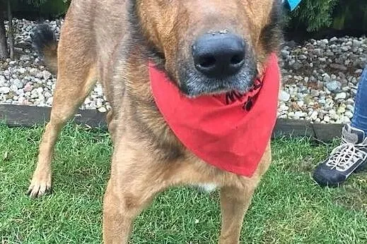 Przytulach Misio do adopcji, Mazowieckie, Warszawa