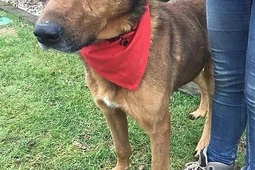 Przytulach Misio do adopcji, Mazowieckie, Warszawa
