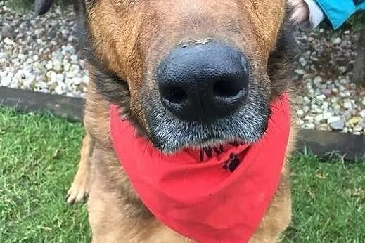 Przytulach Misio do adopcji, Mazowieckie, Warszawa