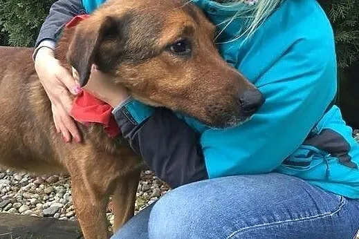 Przytulach Misio do adopcji, Mazowieckie, Warszawa