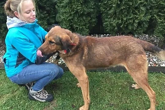 Przytulach Misio do adopcji, Mazowieckie, Warszawa