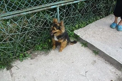 Tosia, sunia w typie szpica śliczna i nieduża,  św