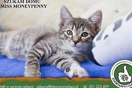 Miss Moneypenny. Fundacja Stawiamy Na Łapy,  małop