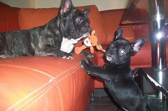 Buldożka francuska buldog Buldogi francuskie małop