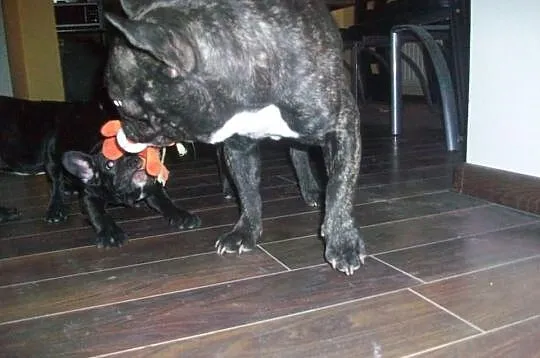 Buldożka francuska buldog Buldogi francuskie małop