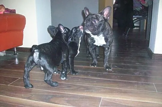 Buldożka francuska buldog Buldogi francuskie małop