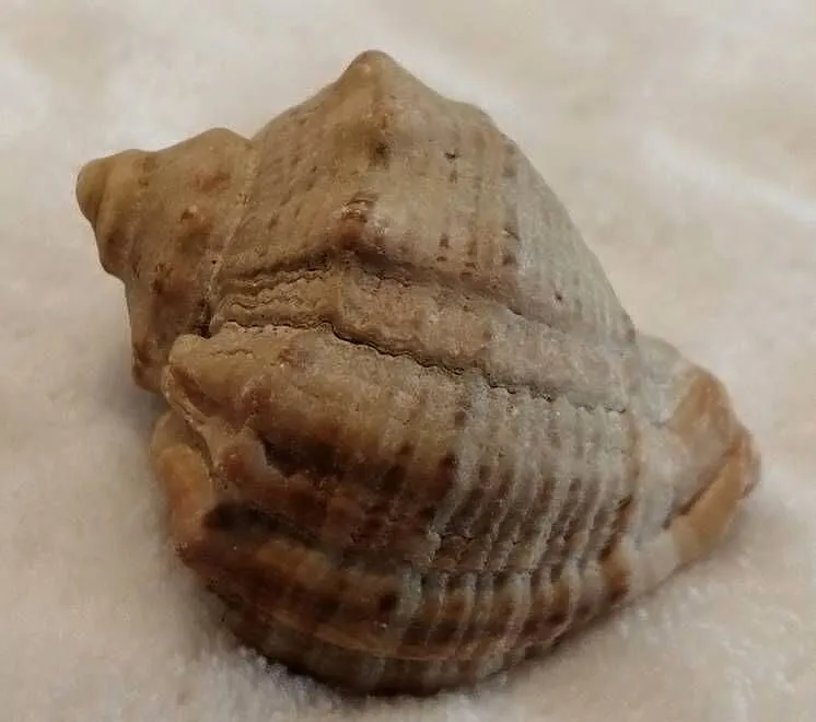 Muszla 4,3cm, 76 (Kreatywne), Śląskie, Czeladź