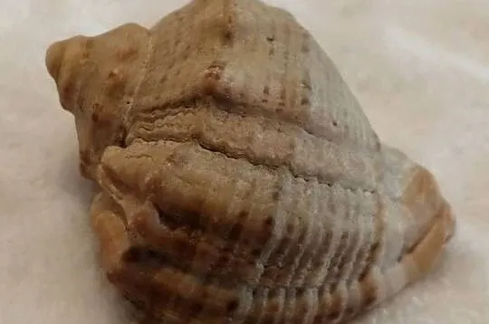 Muszla 4,3cm, 76 (Kreatywne), Śląskie, Czeladź