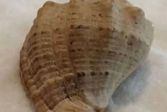 Muszla 4,3cm, 76 (Kreatywne), Śląskie, Czeladź
