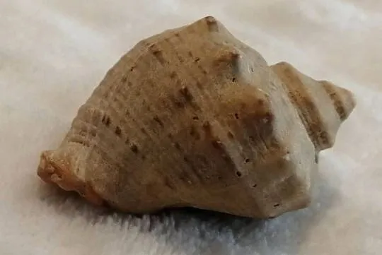 Muszla 4,3cm, 76 (Kreatywne), Śląskie, Czeladź