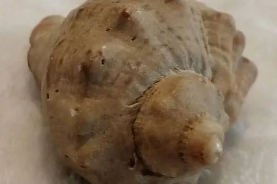 Muszla 4,3cm, 76 (Kreatywne), Śląskie, Czeladź