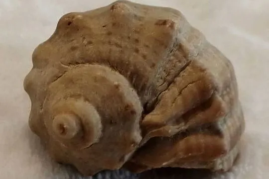Muszla 4,3cm, 76 (Kreatywne), Śląskie, Czeladź