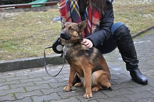 Nieśmiały młodziutki Maroon szuka domu!