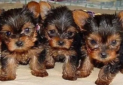 Yorkshire Terrier York Miniaturka Szczenieta z Rodowodem- - Piekna--, Pomorskie, Malbork
