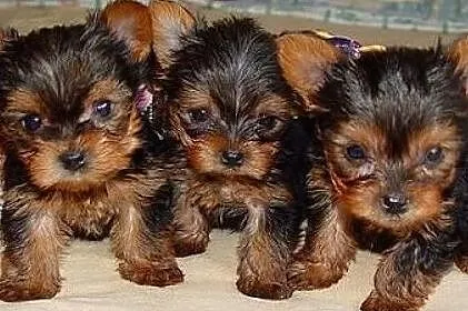 Yorkshire Terrier York Miniaturka Szczenieta z Rodowodem- - Piekna--