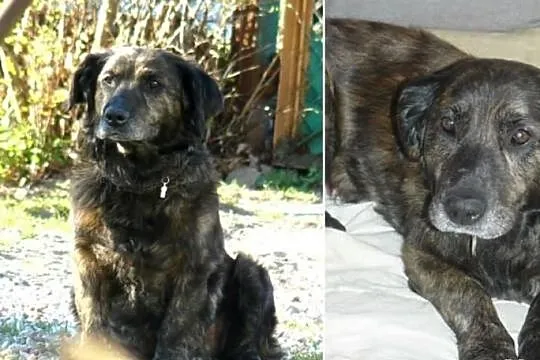 Tobiś szuka dobrego domu