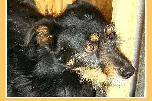 1,5roku,średni 15kg,łagodny,towarzyski,tulaśny pie